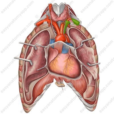 Left subclavian artery (a. subclavia sinistra)